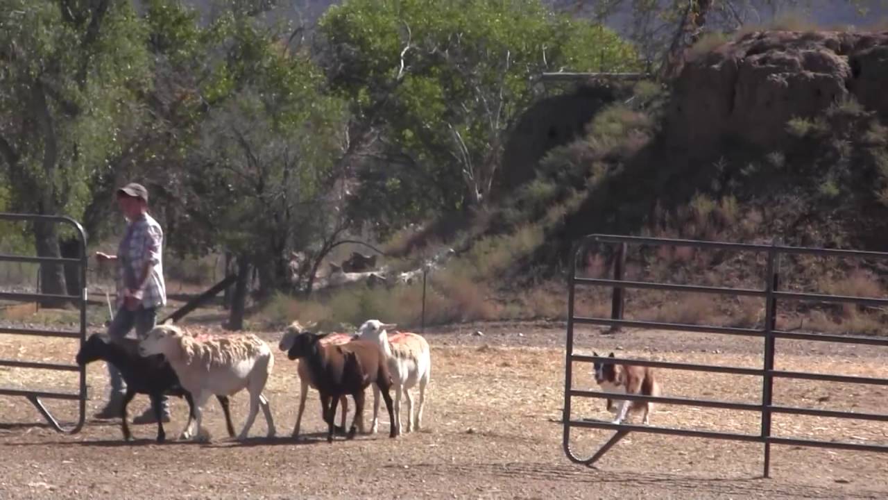 AHBA HTD 1 Myst's First Open Field Trial YouTube