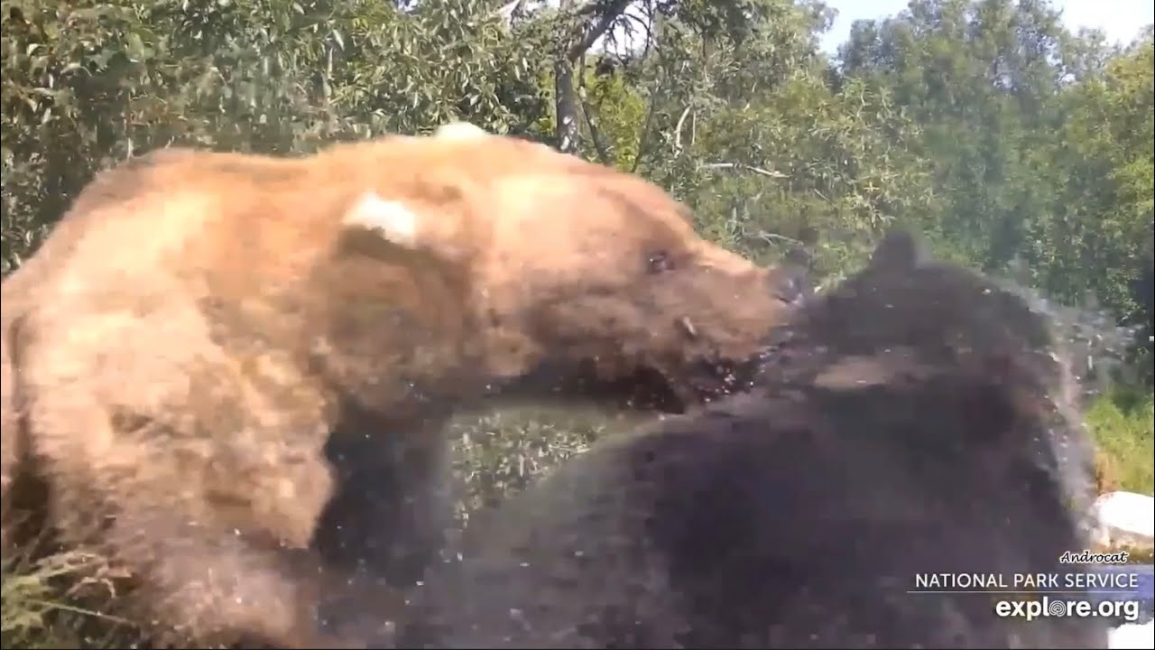 Katmai Bears 8-17-25.  Bear 128 Grazer Aggressively Goes After 344 to Protect 128F.  explore.org