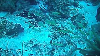 Baracuda Attack On Diver Cought On Camera