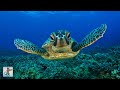 ★❤★ GIANT SEA TURTLES • CORAL REEF FISH • 3 HOURS • BEST RELAX MUSIC • 1080p HD ★❤★