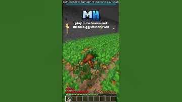 How to join the Public Lifesteal SMP!