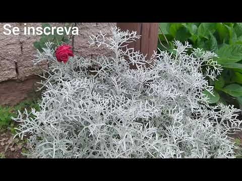 Vídeo: Cineraria Prateada