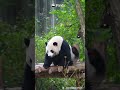 When You Just Wake Up In The Morning, Still Not Fully Awake | iPanda #shorts