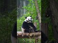 When You Just Wake Up In The Morning, Still Not Fully Awake | iPanda #shorts