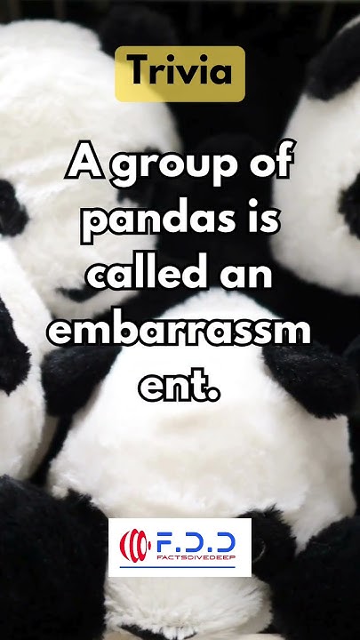A group of pandas is called an embarrassment. It's like a collective