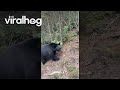 ジェットコースターに乗っていた母親がクマを発見 || ViralHog