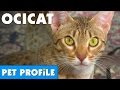 Ocicat Pet Profile | Bondi Vet の動画、YouTube動画。