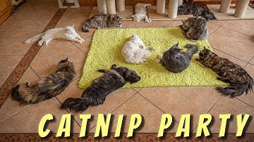 Maine Coon cats catnip party.