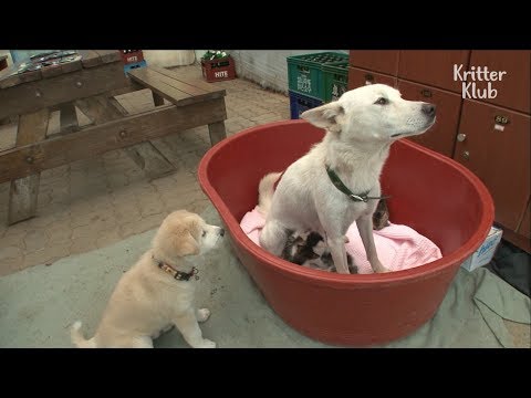 A Dog Breastfeeding Little Kittens?? | Kritter Klub