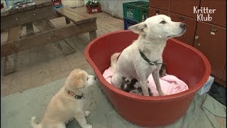 A Dog Breastfeeding Little Kittens?? | Kritter Klub