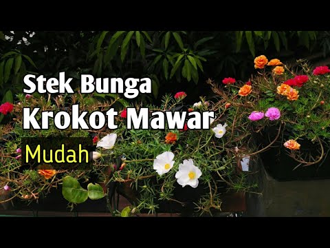 Krokot mawar