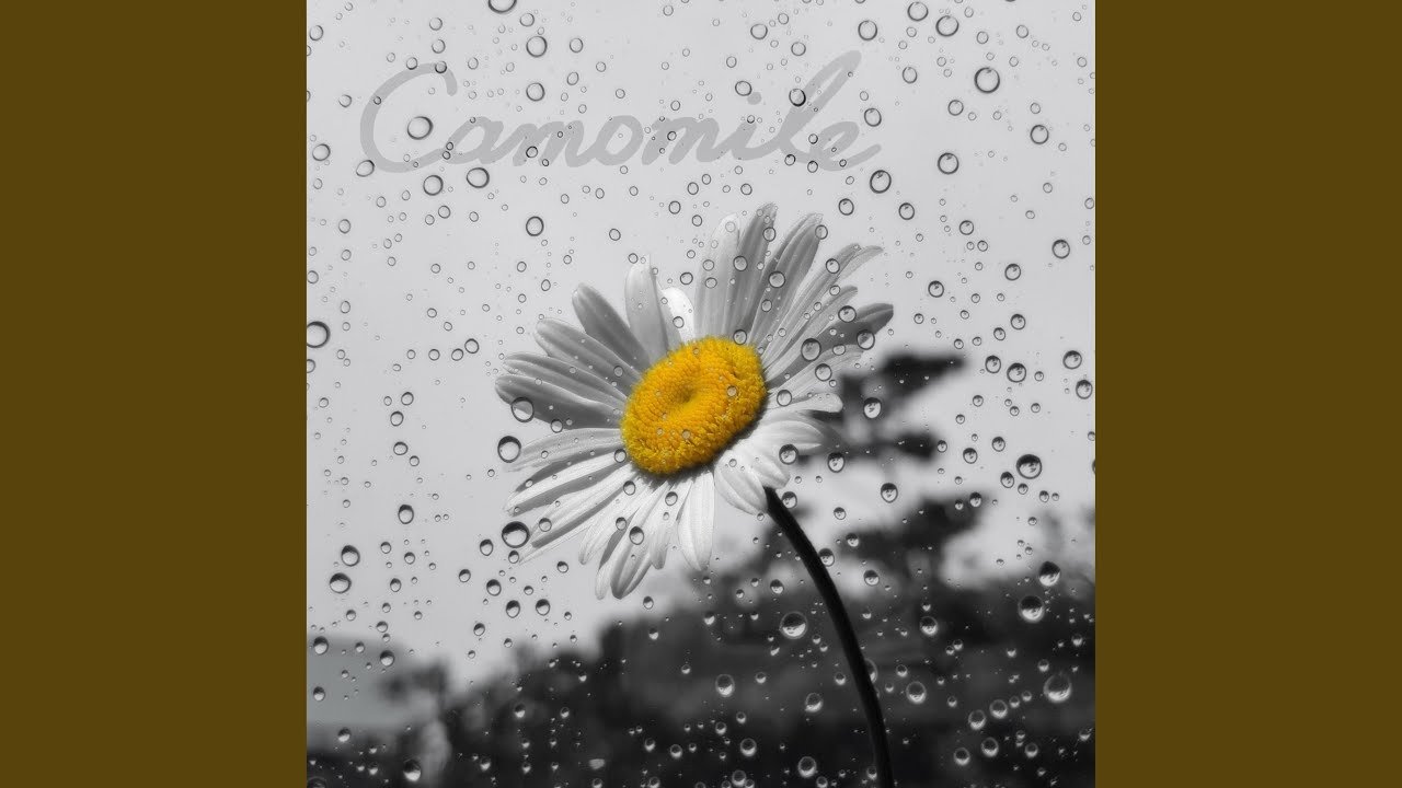 Watch ChamoMile on YouTube Watch ChamoMile on YouTube