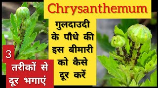 198- How to Get Rid From Black Insects, Aphids, Mealybugs / Control Aphids, Mealybugs कीड़ों से बचाव