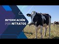 Intoxicación por nitratos - Charla con Leandro Mohamad