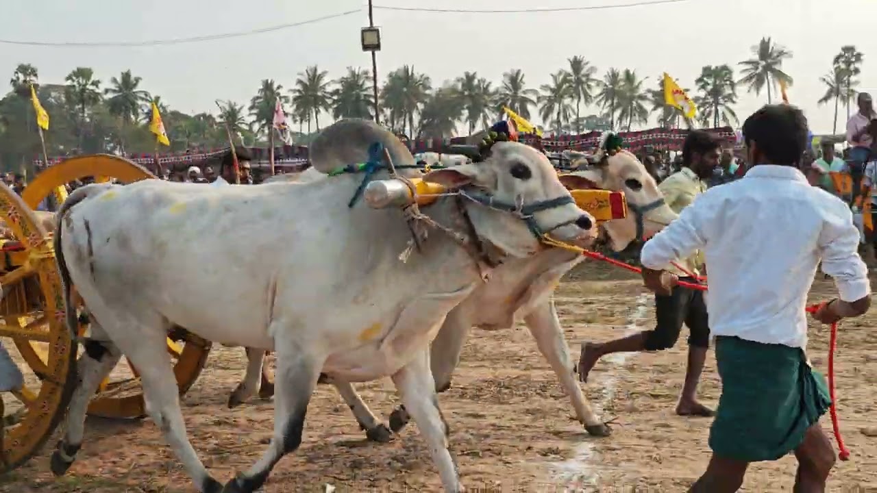 M.Nani bulls,k.kothapalem💥