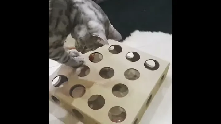 Watch the video about New toy is keeping Silver bengal cat busy!