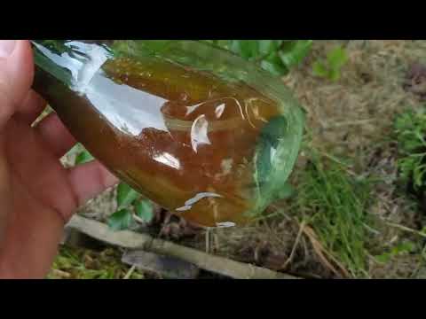 Videó: Carolina Silverbell gondozása – Tippek a Halesia Siverbell termesztéséhez