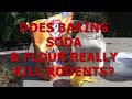 DOES BAKING SODA & FLOUR REALLY KILL RODENTS?