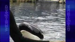 SeaWorld Seeks Settlement With OSHA