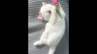 ihh gemess banget😍✨#fypシ #harusberanda #cat