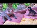 Learn from Nature — Watch Mama BERRY Encourage Her Baby to Walk on the Stairs 🐒💛
