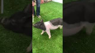 18-2 Cross Gilt