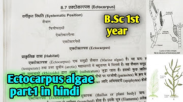 Ectocarpus algae In hindi || B.Sc first year botany 1st semester Microbiology and plant pathology