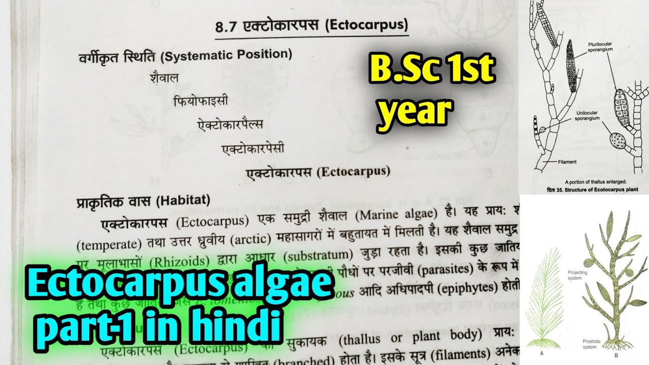 Ectocarpus algae In hindi B.Sc first year botany 1st semester
