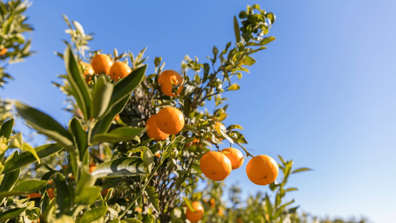 La ruta de la naranja, una forma de descubrir la Comunitat Valenciana 
