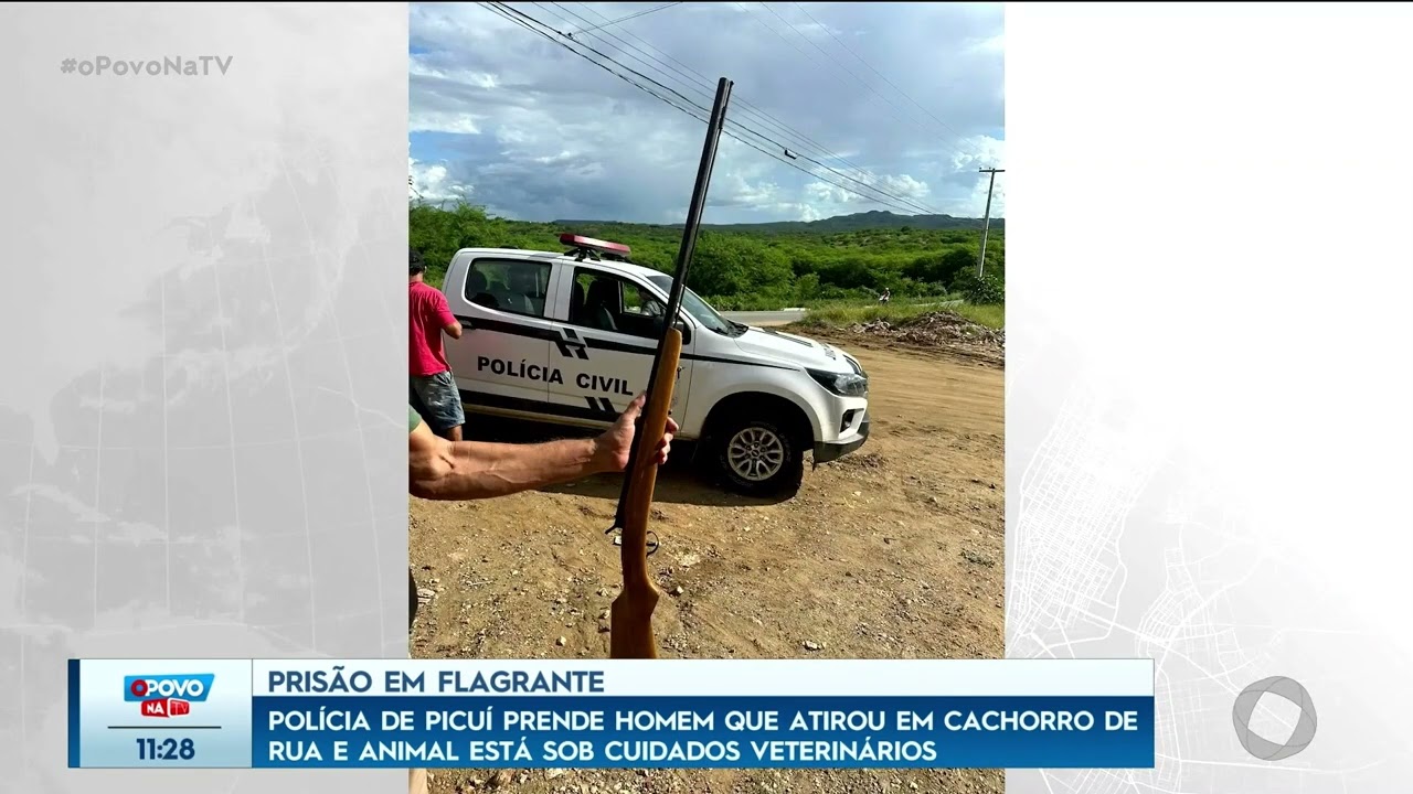 Polícia de Picuí prende homem que atirou em cachorro de rua e animal está sob cuidados -O Povo na TV