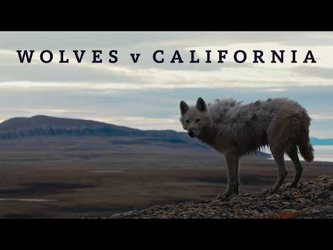 Wolves v California