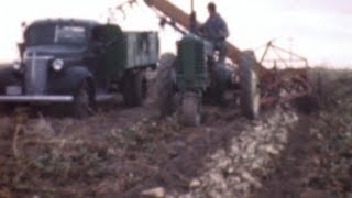 Sugar beet farming (excerpt, c.1940)