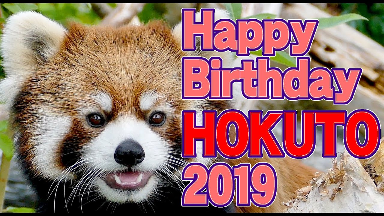 レッサーパンダ ホクトの誕生日 Red Panda Hokuto S Birthday