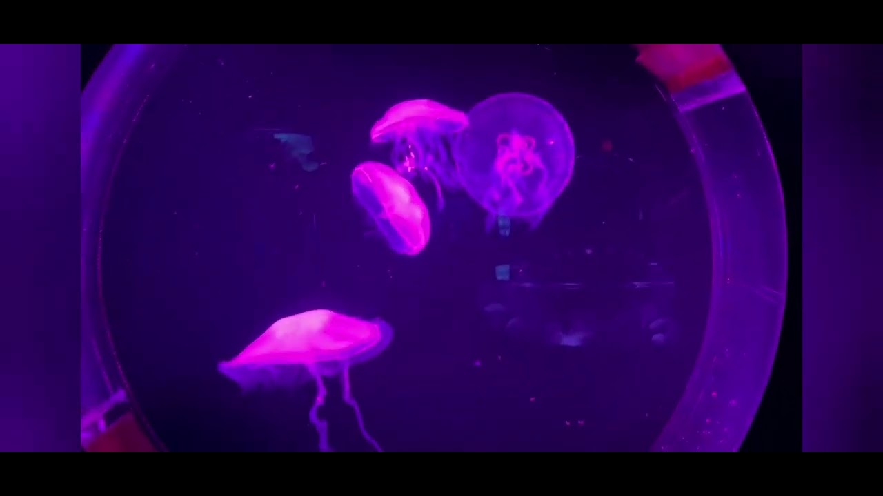 Galveston Aquarium Fun with family YouTube