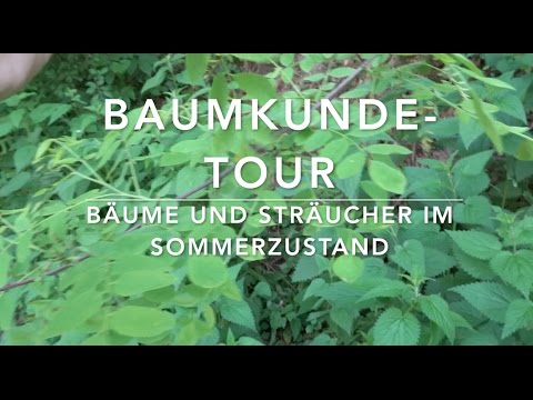 Video: Zierbaumpflege – Wie man Zierbäume in der Landschaft verwendet