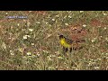الذعرة الصفراء الغربية Western Yellow Wagtail ام ابريم ام بسيسي طيور ليبيا Birds Of Libya الذعرة الصفراء الغربية Western Yellow Wagtail ام ابريم ام بسيسي طيور ليبيا Birds Of Libya