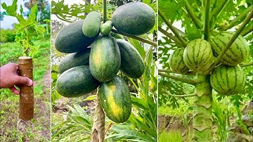 New methods: reproduction papaya tree in watermelon fruit to get fast fruit | Grafting Papaya Tree
