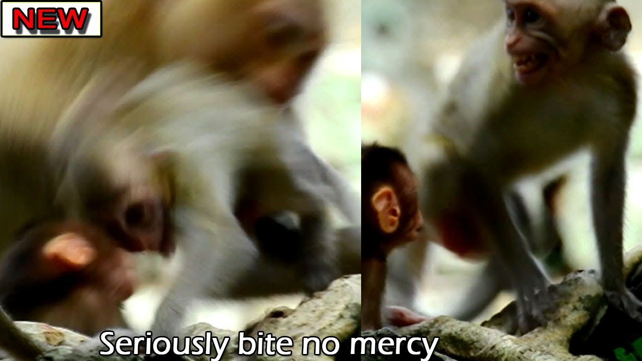 Breaking News! Rose seriously bite hurt Janna left Rex alone, Anita steal kidnap baby Rex from Rose