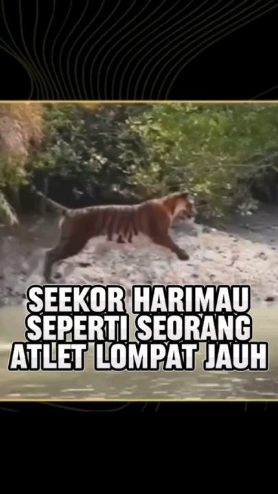 Lompatan Harimau yang luar biasa, 👏 #shorts #animals - YouTube