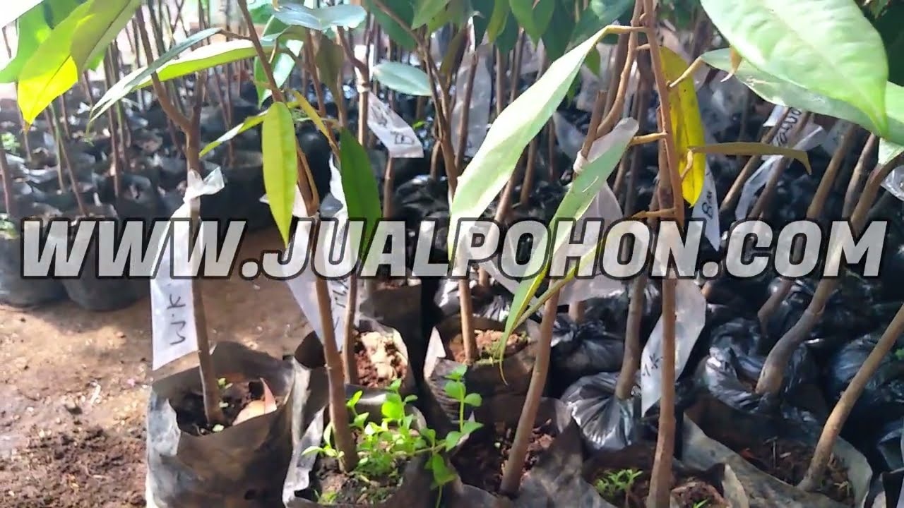 Jual Bibit Buah Durian Musangking Proses Kirim
