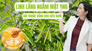 Bài thuốc Vàng cho sức khỏe - lá đinh lăng ngâm mật ong | Đỗ Ngọc Diệp