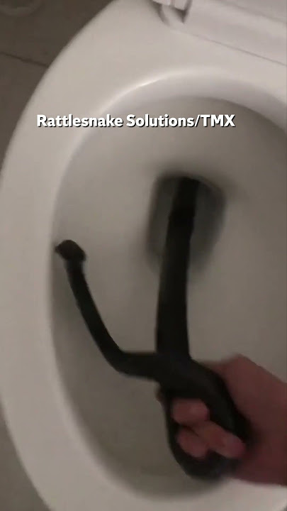 Ular ditemukan di dalam toilet rumah di Arizona #celana pendek #hewan #viral #berita