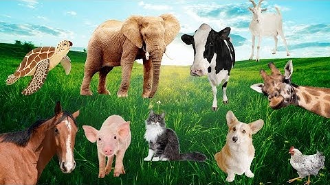 Farm Animal Sounds - Cow, Sheep, Cat, Dog, Chicken - Animal Moments