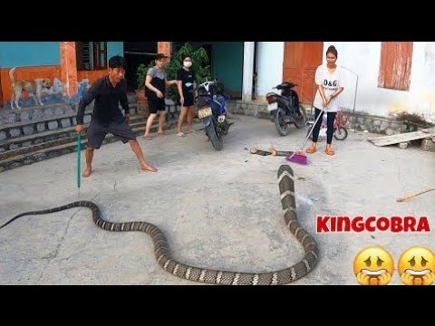 Terrible, the world's largest and most venomous snake - king cobra | people's obsession