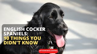 English Cocker Spaniels: 10 Things You Didn't Know #dogbreeds #englishcockerspaniel #dogs #animals