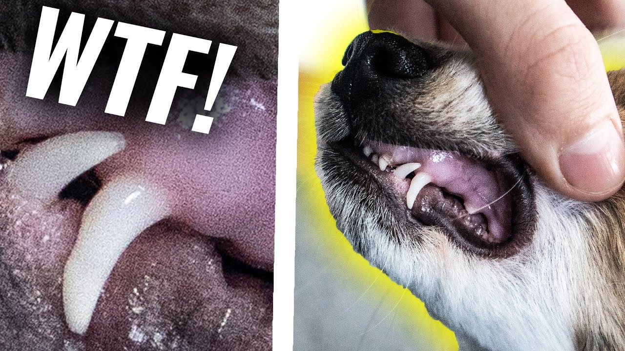 Welche Rasse Ist Flash Der Hund Von Heymoritz KÖRPERTEILE von meinem Hund FLASH erraten! **verstörend** - YouTube