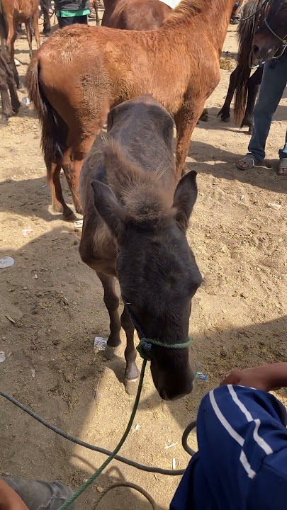 This is the smallest horse at the moment #horsemarket #horse #smallhorse
