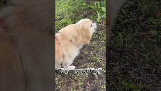 DÜNYANIN EN ZEKİ KÖPEĞİ / WORLD'S SMARTEST DOG #pekingese