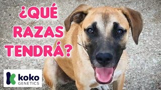 Hago un análisis de ADN 🧬 a la perra que rescaté de la calle 🐾 - Koko genetics 🧬 by Equilibradogs - Psicología Canina 184 views 1 day ago 3 minutes, 23 seconds