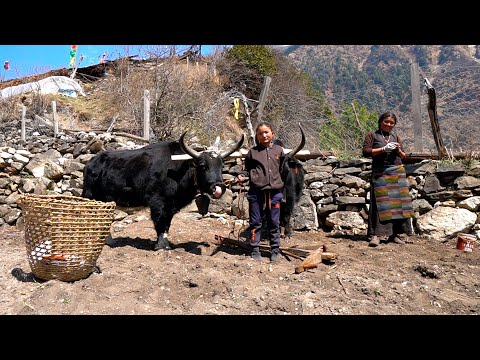 Himalayaların yükseklerinde Tibet Köy Hayatı. Dağlarda yaşam